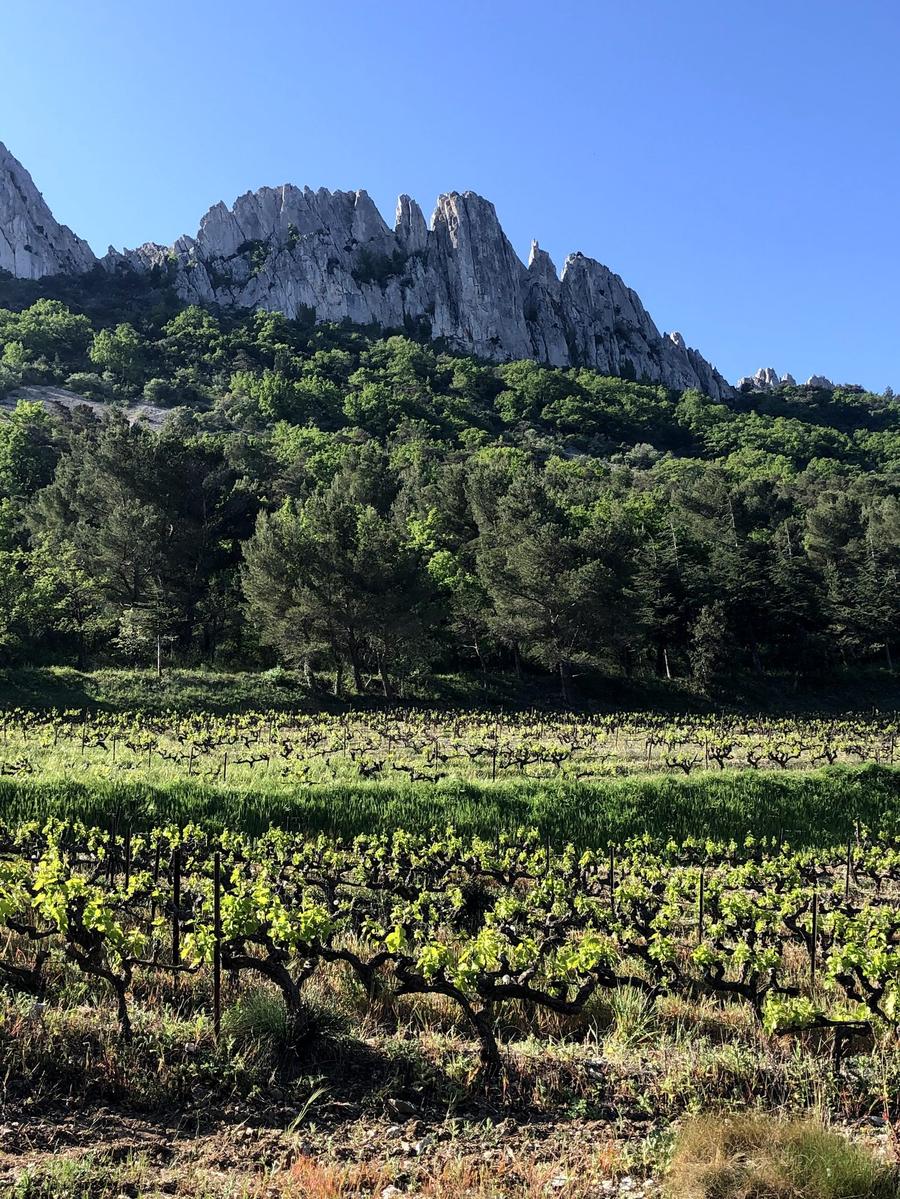 Les Dentelles de Montmirail, aiguilles calcaires