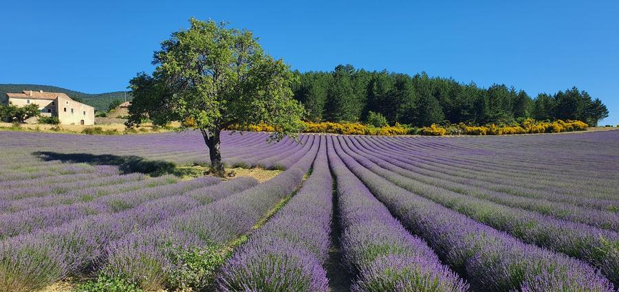 Champs de lavande en Provence
