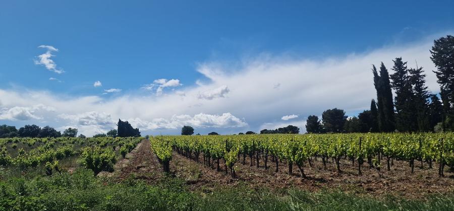 Paysage de lavande et mas provençal