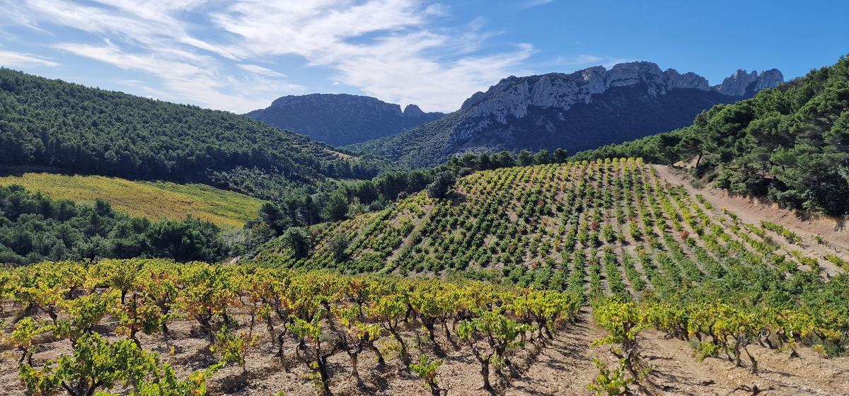Vignes des Côtes-du-Rhône et Dentelles de Montmirail en arrière-plan